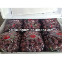 Yunnan fresca uva roja global